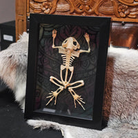 Toad Skeleton - framed