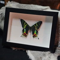 Sunset Moth - framed