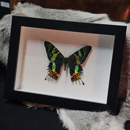 Sunset Moth - framed