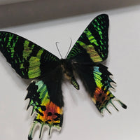 Sunset Moth - framed