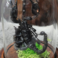 Scorpion in dome
