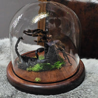 Scorpion & Tarantula in dome