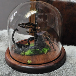 Scorpion & Tarantula in dome
