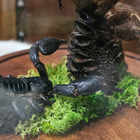 Scorpion & Tarantula in dome