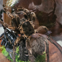 Scorpion & Tarantula in dome