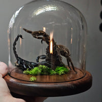 Scorpion & Tarantula in dome