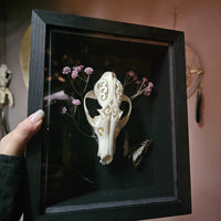 Carved Fox Skull in Shadow Box