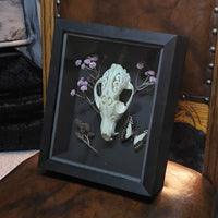 Carved Fox Skull in Shadow Box