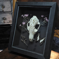 Carved Fox Skull in Shadow Box