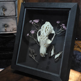 Carved Fox Skull in Shadow Box