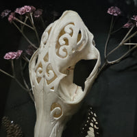 Carved Fox Skull in Shadow Box