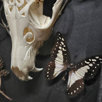 Carved Fox Skull in Shadow Box