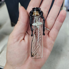 Cicada Wing ~ Curios Collection