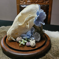"Big Water" Fox skull in dome