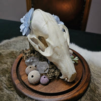 "Big Water" Fox skull in dome