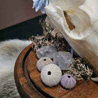 "Big Water" Fox skull in dome