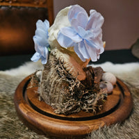 "Big Water" Fox skull in dome