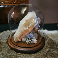 Decorative skull with flowers and seashells inside a glass dome on a wooden base.