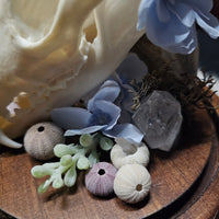 Decorative arrangement with flowers, crystals, and sea urchins on a wooden surface
