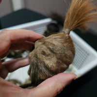 Shrunken Head (Authentic replica)