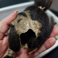 Shrunken Head (Authentic replica)