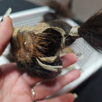 Shrunken Head (Authentic replica)
