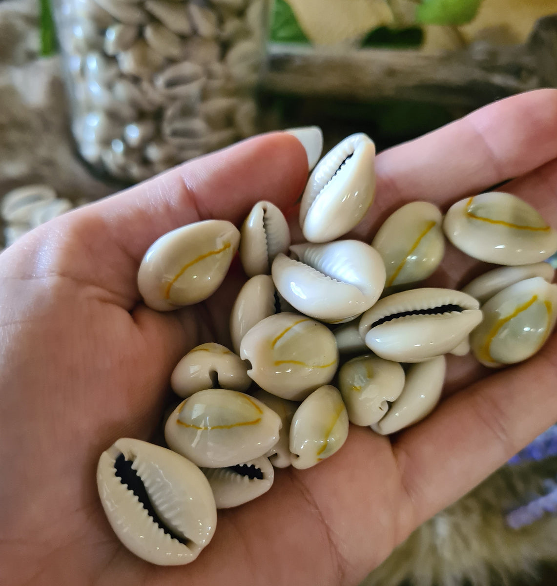 Cowrie Shells| Lylliths' Emporium