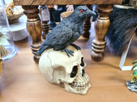 Raven on Skull