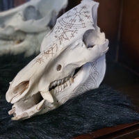 Pyrographed Boar Skull