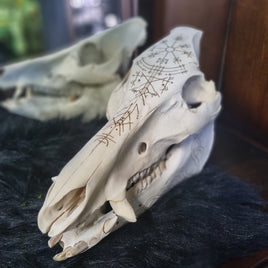 Pyrographed Boar Skull