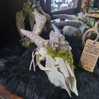 Persephone Goat Skull & Jaw set