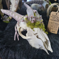 Persephone Goat Skull & Jaw set