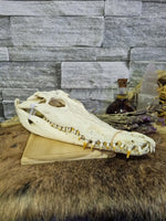 Crocodile Skull