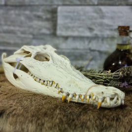 Crocodile Skull