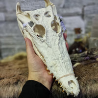 Crocodile Skull