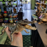 Taxidermy Crocodile