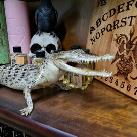 Taxidermy Crocodile