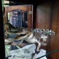 Taxidermy Crocodile