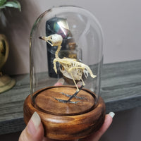 Finch Skeleton in Dome