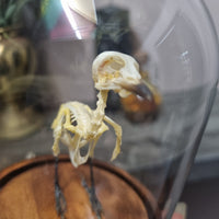 Finch Skeleton in Dome