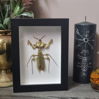 Devils' Flower Mantis in frame