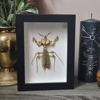 Devils' Flower Mantis in frame