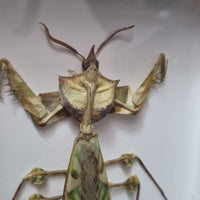 Devils' Flower Mantis in frame