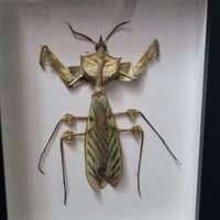 Devils' Flower Mantis in frame