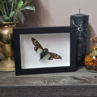 Cicada in frame