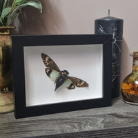 Cicada in frame