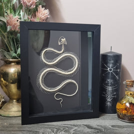 Viper skeleton in frame