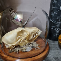 Grey Fox Skeleton in dome