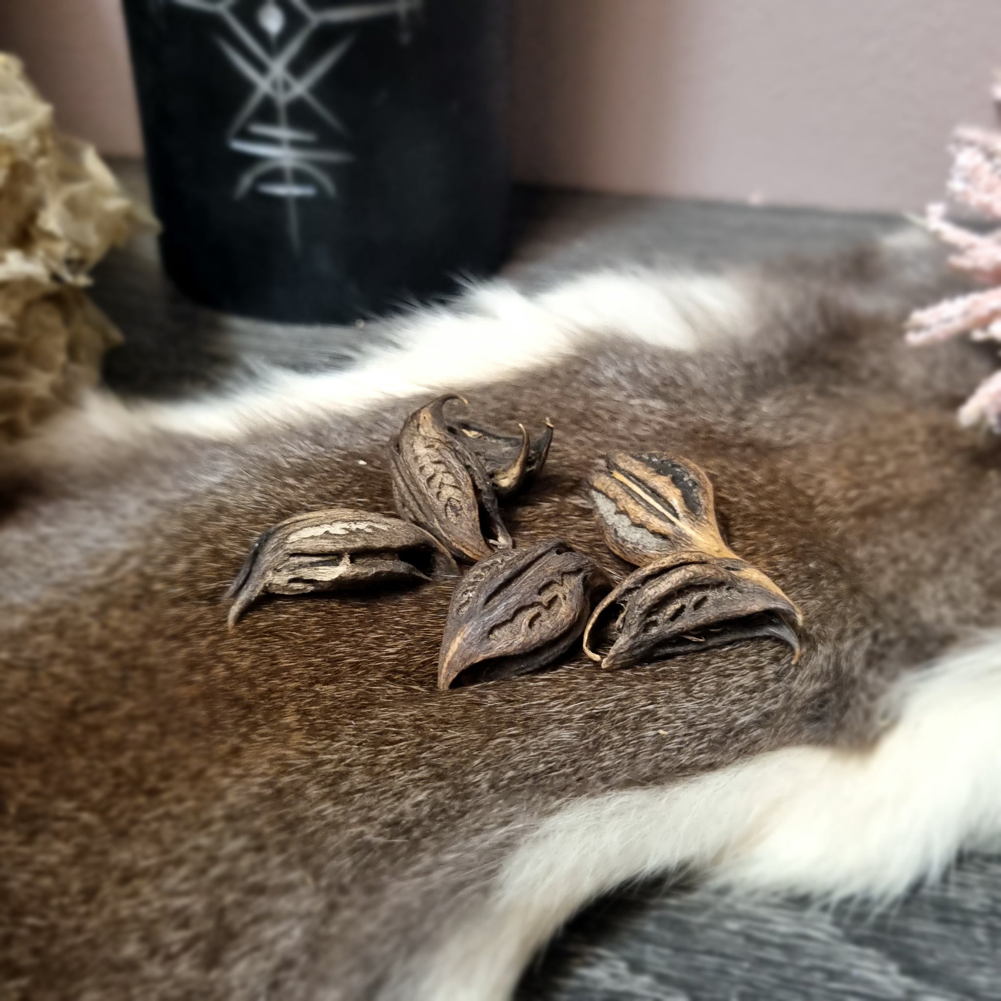 Bat Head Root Lylliths' Emporium