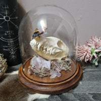 Fox Skull in dome